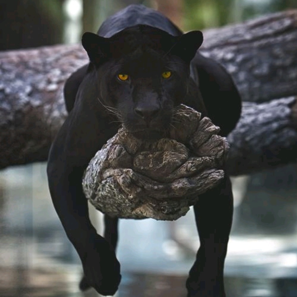 Meet your Posher, Savanna